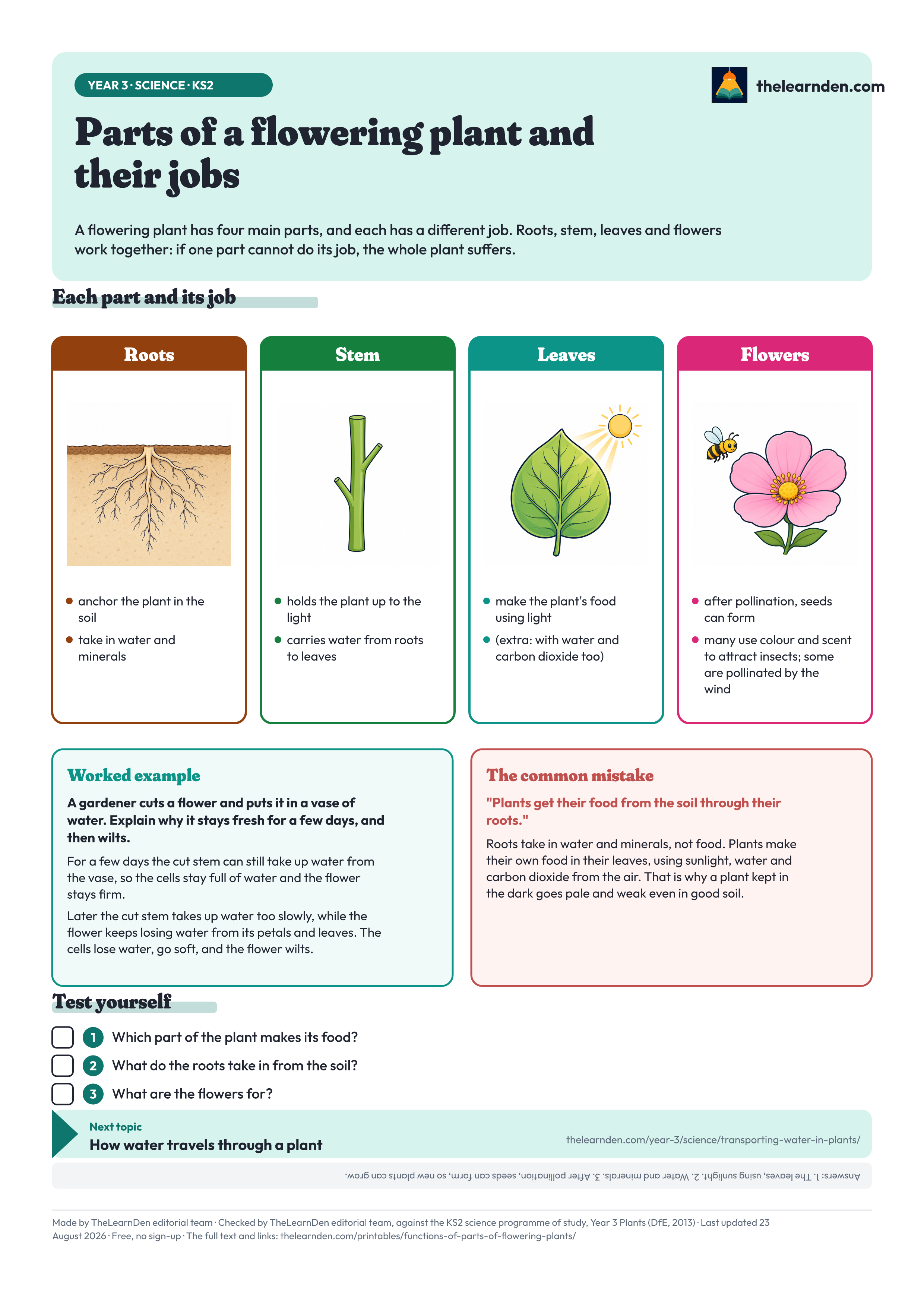 The Parts of a flowering plant and their jobs one-page sheet. The full text is written out below the image.